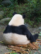 Back of giant panda sitting outdoor eating bamboo shoot