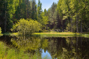 Wall Mural - wild forest lake in sunny day surrounded by green grass, the reflection of sky and trees in the wate