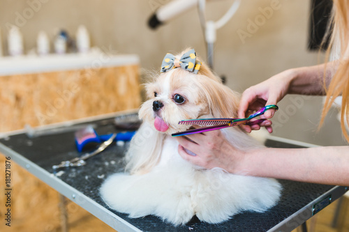 Cuadros en Lienzo Female groomer brushing Shih Tzu at grooming salon.