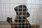Fototapeta Psy - Smutne psy w schronisku dla zwierząt