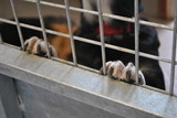 Fototapeta Psy - Smutne psy w schronisku dla zwierząt