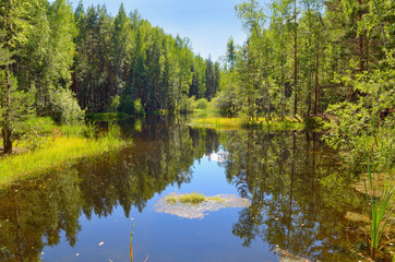 Wall Mural - wild forest lake in sunny day surrounded by green grass, the reflection of sky and trees in the wate