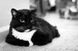 Cranky cat in black and white