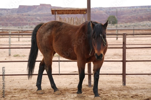 Zdjęcie XXL Bay Mustang Horse