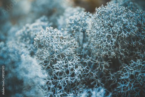 Fotomural Reindeer lichen icelandic moss photographed in the forest strong increase backgr