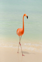 A Single Flamingo On A Tropical Beach