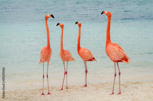 Fotografía A group of four flamingos on the beach in Aruba