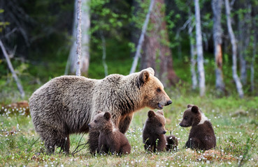Wall Mural - female brown bear and her cubs