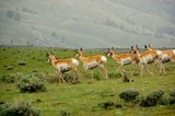 Fototapeta Sawanna - Antelopes walking