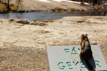 Chipmunk on a tour