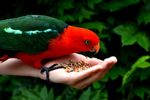 Hand Feeding King Parrot