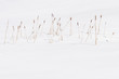 Cattails in the snow