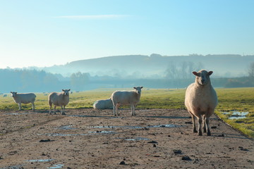 Wall Mural - Herd of sheep on a misty morning on a farmland in East Devon