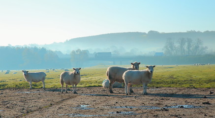 Wall Mural - Herd of sheep on a misty morning on a farmland in East Devon
