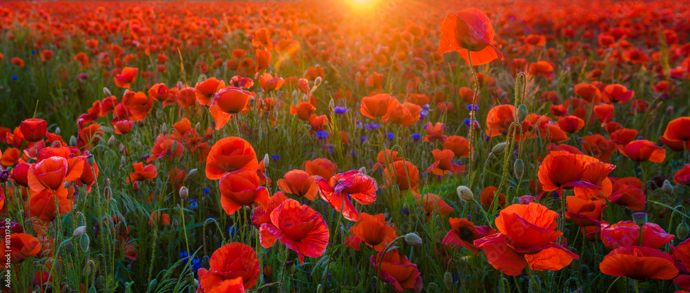 red poppies in the light of the setting sun,high resolution panorama - obrazy, fototapety, plakaty 