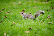 Squirrel On Green Grass In Greenwich Park Among Fallen Leaves With A Peanut In Its Mouth