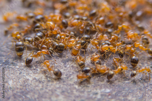 Zdjęcie XXL Czerwone mrówki na ziemi.