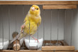 a bird in a cage, a yellow canary
