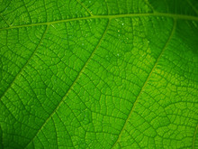 Macro Close Up Fresh Bright Green Vein Structure Grandleaf Seagrape (Coccoloba Pubescens) Wet Leaf, With Wet Water Drop Attached Background