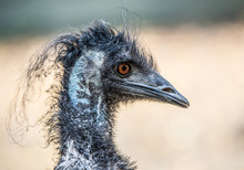Side Face Portrait Of An Emu