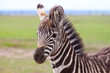 Portrait of a plains zebra foal