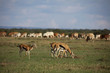 Thomson's gazelles grazing with cattle