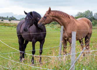 horses on the meadow