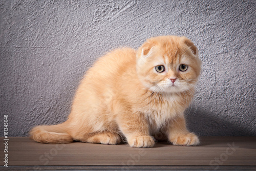 Cat Scottish Fold Kitten On Wooden Table And Textured