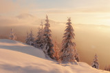 Fototapeta Na ścianę - Dramatic wintry scene with snowy trees.