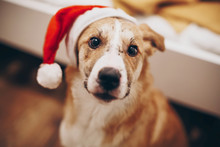 Merry Christmas And Happy New Year Concept. Cute Dog In Santa Hat. Space For Text. Cute Brown Dog In Red Hat Sitting In Stylish Room With Adorable Look. Happy Holidays