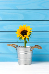 Wall Mural - Sunflower in silver pot