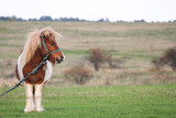 Cute Little Pony