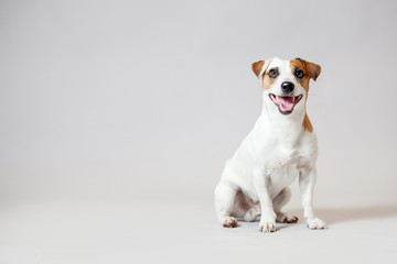 Wall Mural - Smiling dog at studio