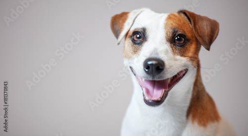Obraz pies  usmiechniety-pies-w-studio