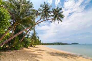 Canvas Print - Palm trees on beautiful tropical beach on Koh Chang island in Thailand