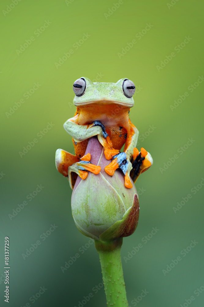 Tree frog, wallace, rhacophorus reinwardtii Stock Photo | Adobe Stock