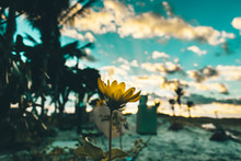 Close Up Of A Yellow Wildflower On A Sandy Field By The Beach With The Morning Sky And Palm Trees In The Background