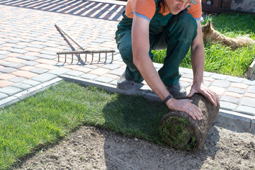 Wall Mural - Landscape Gardener Laying Turf For New Lawn