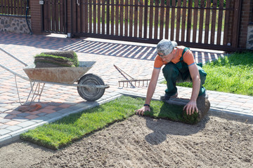 Wall Mural - Natural Grass Turf Professional Installer. Gardener Installing Natural Grass Turfs Creating Beautiful Lawn Field.