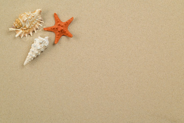 Wall Mural - Seashells on sand with white paper in center