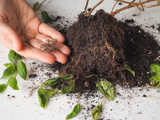 The decay of plant roots. Transplantation and cultivation of plants.
