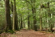 © Feiko Hendrik - Weg door het bos