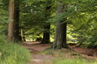 © Feiko Hendrik - Wandelen door het bos in de zomer