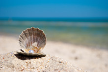 Beautiful Open Gray Seashell With White Gem Lies On Yellow Sand On A Background Of Blue Sea And A White Wave Blue Sky Summer Vacation Vacation Summer Day Heat Beach Beach