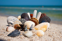 Group Of A Set Of Different Sea Shells And Stones Lies On A Yellow Sand On A Background Of Blue Sea And A White Wave Blue Sky Summer Vacation Vacation Summer Day Heat Beach Beach