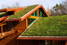 Green Ecological Sod Roof On Wooden Building Covered With Vegetation Mostly Sedum Sexangulare, Also Known As Tasteless Stonecrop