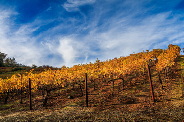 Wall Mural - Autumn colors of yellow and red vines are in a hillside vineyard. Looking up the hill is a blue sky with wispy white clouds. 