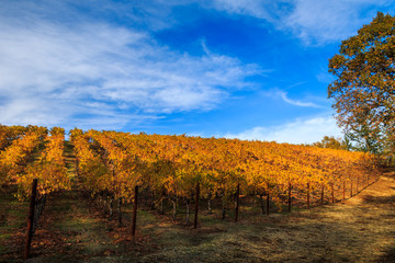 Wall Mural - Autumn colors of yellow and red vines are in a hillside vineyard. Looking up the hill is a blue sky with wispy white clouds. A large pine tree is to the right.