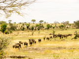 Fototapeta Sawanna - Wildebeest migration at Serengeti Tanzania Africa