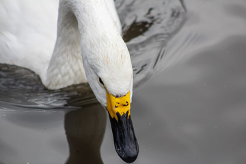 Canvas Print - whooper swan 